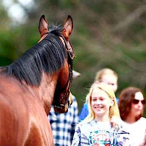 Okullara Özel Pony Atlar ve Antrenörlerle 4 Saatlik At Binme Aktivitesi